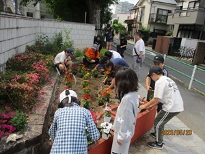saibai